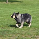 Berger allemand ancien type - Altdeutscher Schäferhund