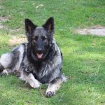 Old type German Shepherd - Altdeutscher Schäferhund