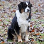 Australian Shepherd