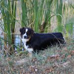 Australian Shepherd