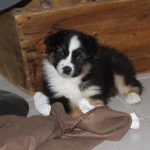 Australian Shepherd