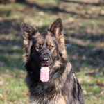 Old type German Shepherd - Altdeutscher Schäferhund