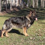 Owczarek niemiecki w starym typie - Altdeutscher Schäferhund