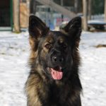 Old type German Shepherd - Altdeutscher Schäferhund