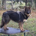 Owczarek niemiecki w starym typie - Altdeutscher Schäferhund