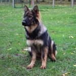 Berger allemand ancien type - Altdeutscher Schäferhund