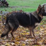 Owczarek niemiecki w starym typie - Altdeutscher Schäferhund