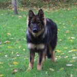 Old type German Shepherd - Altdeutscher Schäferhund