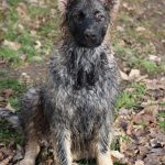Old type German Shepherd - Altdeutscher Schäferhund