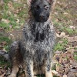 Berger allemand ancien type - Altdeutscher Schäferhund