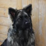 Berger allemand ancien type - Altdeutscher Schäferhund