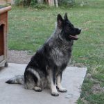 Old type German Shepherd - Altdeutscher Schäferhund