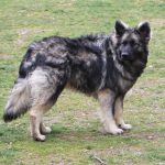 Old type German Shepherd - Altdeutscher Schäferhund