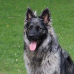 Old type German Shepherd - Altdeutscher Schäferhund