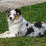 Australian Shepherd