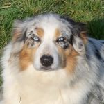 Australian Shepherd