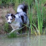 Australian Shepherd