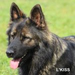 Old type German Shepherd - Altdeutscher Schäferhund