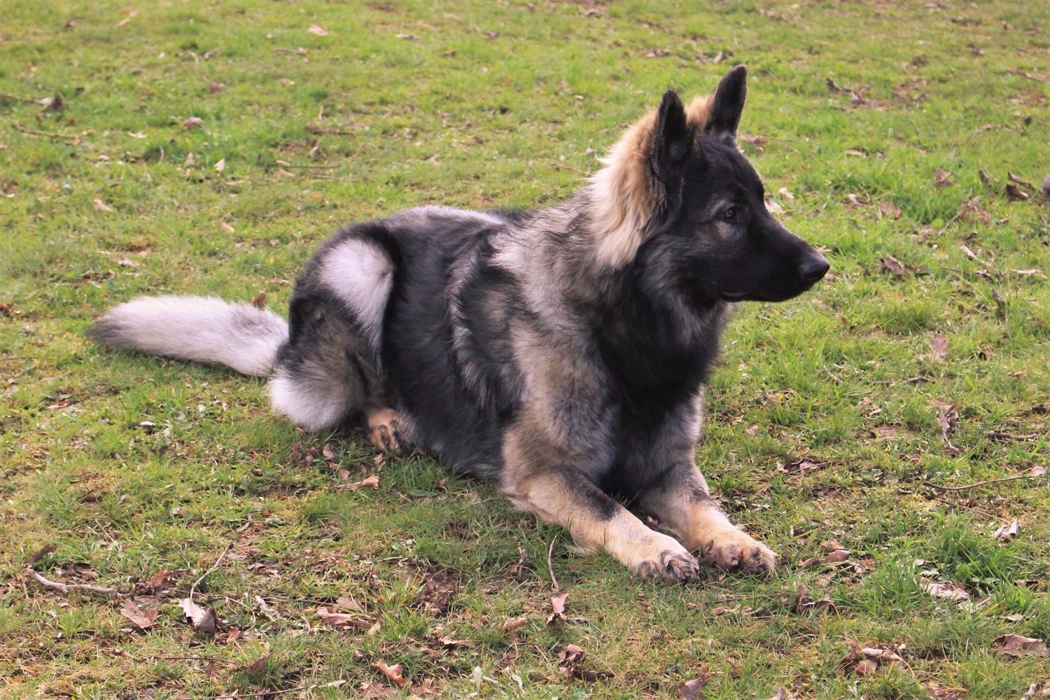 Oni de La Tribu de Dana - Altdeutscher Schäferhunde