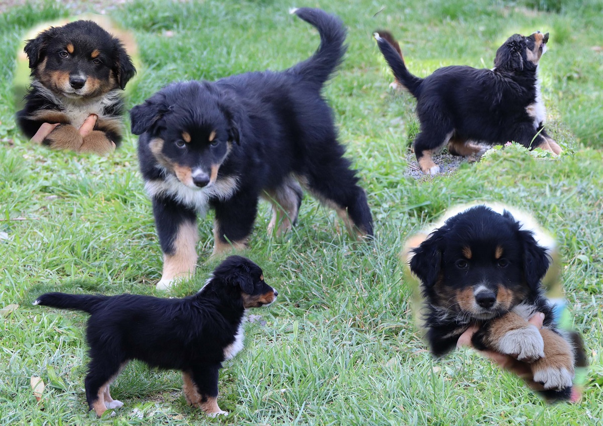 chiots bergers australiens disponibles La Tribu de Dana