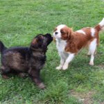 chiot Altdeutscher Schäferhund vs chiot Cavalier King Charles