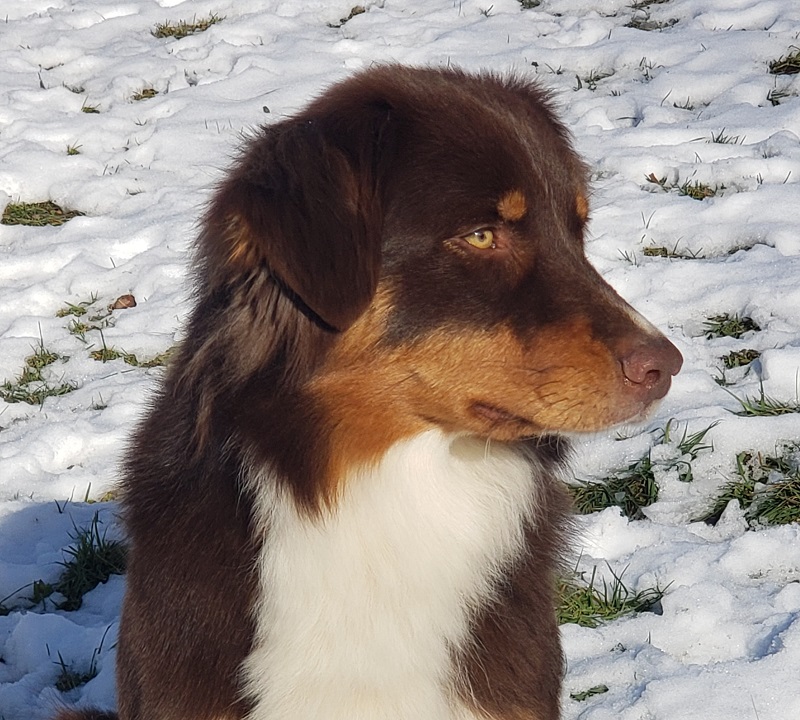 Australischer Schäferhund