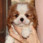 Cavalier King Charles