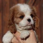 Cavalier King Charles