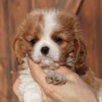 Cavalier King Charles