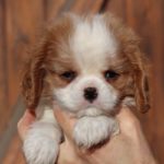 Cavalier King Charles