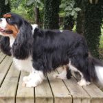 Cavalier King Charles