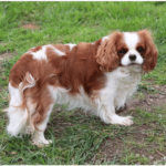 elevage chiens cavalier king charles rhone alpes