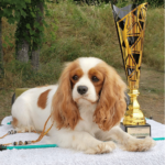 elevage chiens cavalier king charles rhone alpes