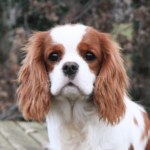 elevage chiens cavalier king charles rhone alpes