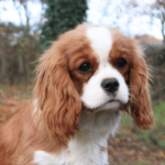 elevage chiens cavalier king charles rhone alpes
