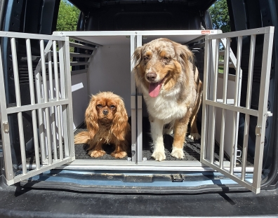 Cavalier King Charles et Berger Australien prêts à partir dans le taxi animalier